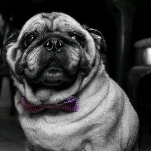 Meet your Posher, Meghan